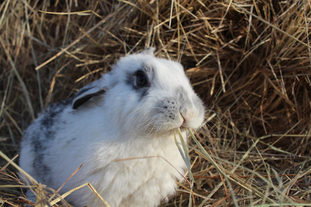 animal fluffy rabbit in the hay eats on the farmの写真素材