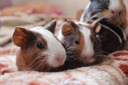 baby guinea pigs with mom funny pets brown pets with fur rodents