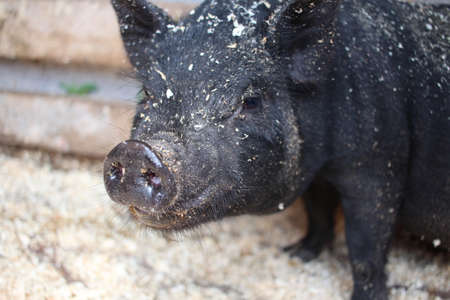 a small black pig pig in a pen with a piglet on its faceの写真素材