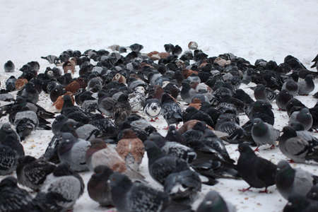a large flock of city birds pigeons sitting on the snow in the cityの写真素材