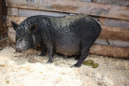 a small black piglet a lop bellied pig in a pen with a dirty piglet on its face