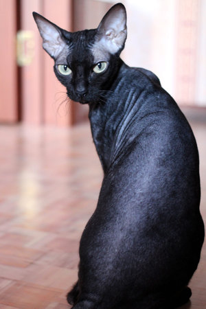 Domestic black cat Sphinx with short hair sitting in the apartment turned looks