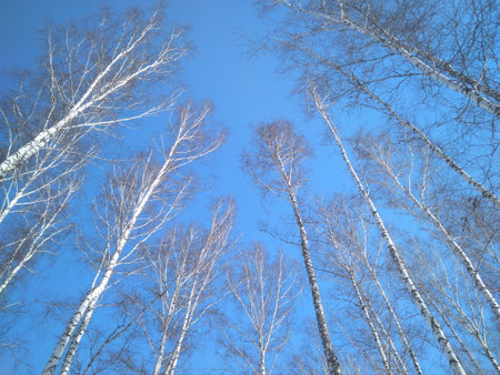 trees with branches in the spring in the blue sky in the forest