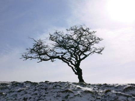 A tree grows on the crest of a Dartmoor hill in winterの写真素材