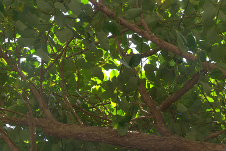 Natural green leaves background.