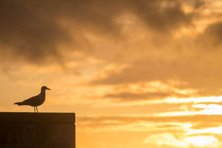 A Pigeon on a Building Watching the Sunset in Portoの写真素材