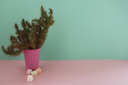 Cactus and marshmallow. Closeup Cacti front view in pink pot on mint and pink background.の写真素材
