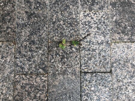 The plant makes its way through the pavement. Thirst for lifeの写真素材