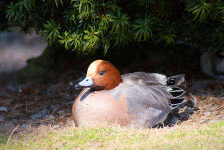 Duck highlighted in sunlightの写真素材