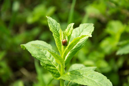 Wild, natural green bio mint.の写真素材