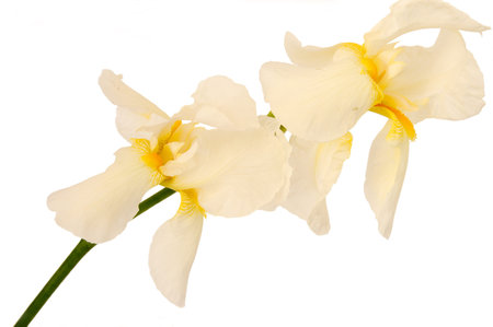 Two bearded iris isolated on white background.