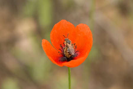 The beautiful flower poppy grows in the wild nature. Sometimes grow up for receiving drug.flowers poppies field colors nature meadow green red summer plant beauty landscape grass.の写真素材