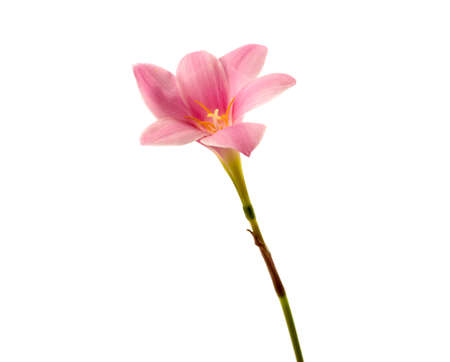 Lily flower isolated on white background isolatedの写真素材