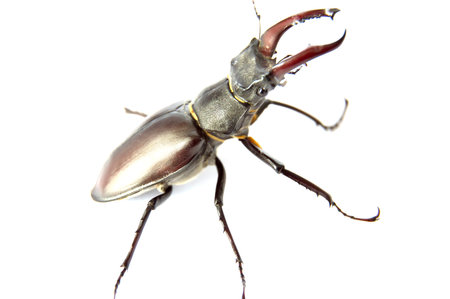 Stag beetle isolated on  white background.Horn stag beetle r closeup on a white background