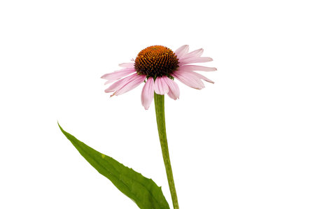 Echinacea petal, herba on a white backgroundの写真素材