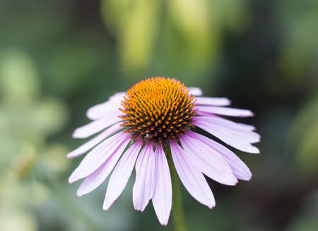 Echinacea petal, herba on a white backgroundの写真素材