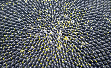 Black sunflower seeds. For texture or background