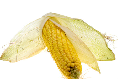 A Corn cob isolated on white background