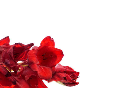 red gladiolus isolated on a white backgroundの写真素材