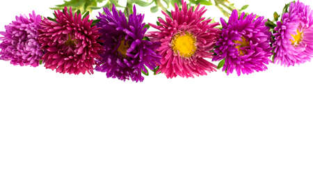 aster isolated on white backgroundの写真素材