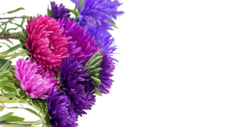 flower aster isolated on white backgroundの写真素材