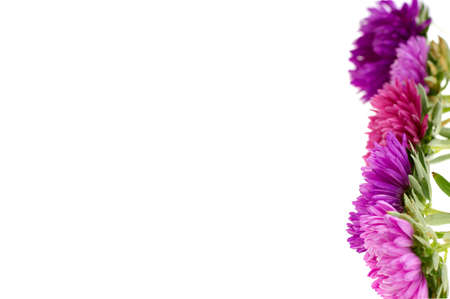 flower aster isolated on white backgroundの写真素材