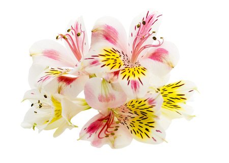 Alstroemeria flower head closeup isolated on white backgroundの写真素材