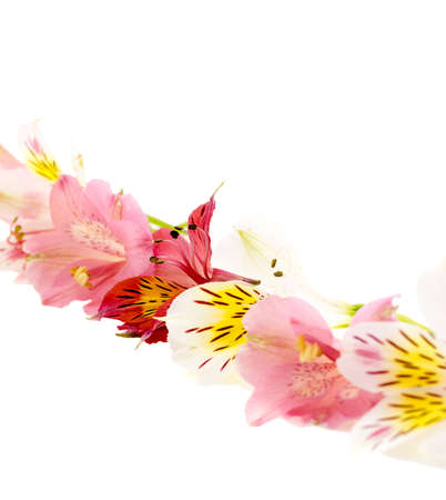 Alstroemeria flower head closeup isolated on white backgroundの写真素材