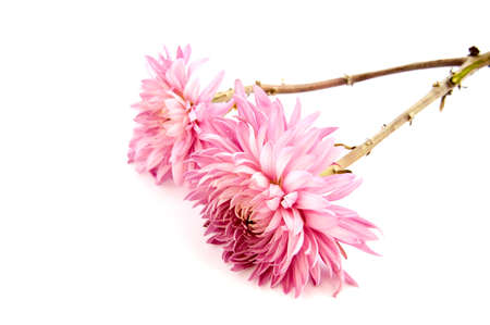 Pink chrysanthemum flower on a long stem on a white background is insulatedの写真素材