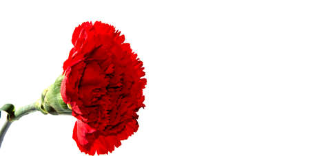 Red carnation flower isolated on white backgroundの写真素材