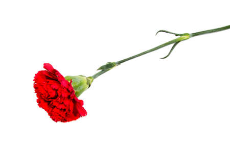 Red carnation flower isolated on white backgroundの写真素材