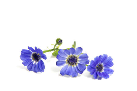 First spring flowers isolated on white background.の写真素材