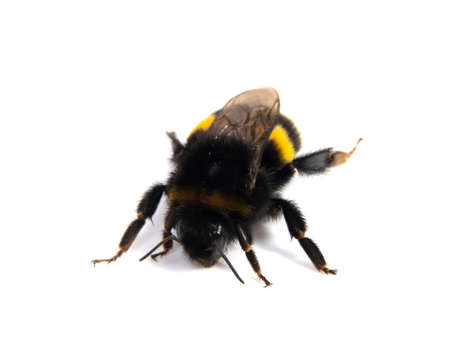 Crawling bumblebee isolated on the white backgroundの写真素材