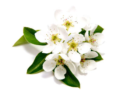 Spring Bloom cherry flower on white backgroundの写真素材