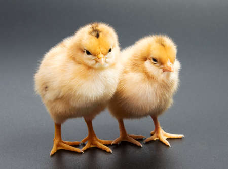 Yellow chickens looking at one black isolated on a backgroundの写真素材