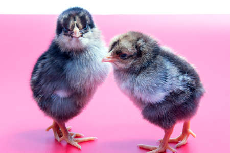 Yellow chickens looking at one black isolated on a red backgroundの写真素材