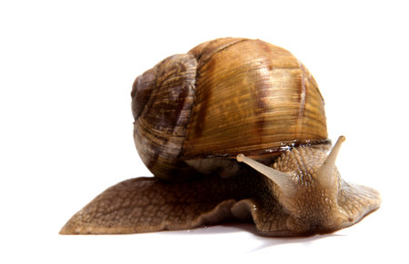 Crawling snail isolated on a white backgroundの写真素材