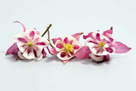 Beautiful daisy flowers isolated on black background cutoutの写真素材