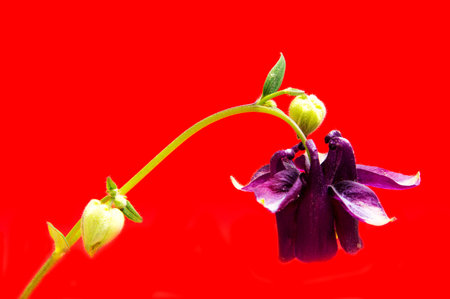Beautiful daisy flowers isolated on black background cutoutの写真素材