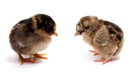 Yellow chickens looking at one white isolated on a red backgroundの写真素材