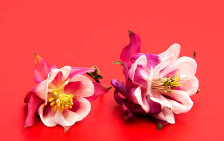 Beautiful daisy flowers isolated on red background cutoutの写真素材