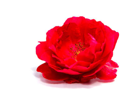 rose flower head isolated on white background cutoutの写真素材