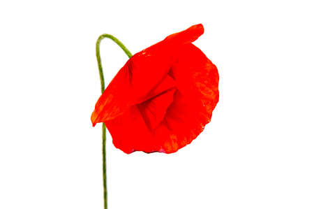 The beautiful flower poppy grows in the wild nature. Sometimes grow up for receiving drug.flowers poppies field colors nature meadow green red summer plant beauty landscape grass.の写真素材