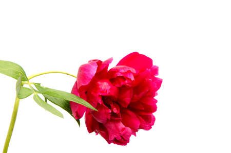 Pink peony flower (Paeonia lactiflora) on a white backgroundの写真素材