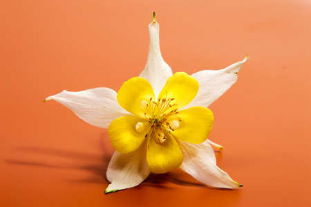 Beautiful daisy flowers isolated on black backgroundの写真素材