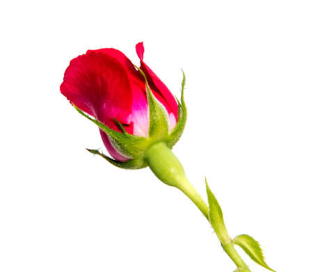 rose flower head isolated on white background cutoutの写真素材