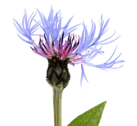 Beautiful daisy flowers isolated on  background cutoutの写真素材