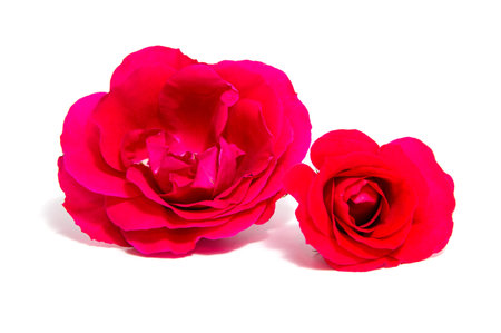 rose flower head isolated on white background cutoutの写真素材