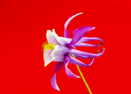 Beautiful daisy flowers isolated on black backgroundの写真素材