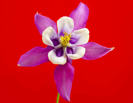 Beautiful daisy flowers isolated on black backgroundの写真素材
